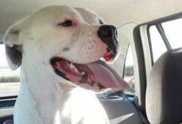 Caso guarda cachorro