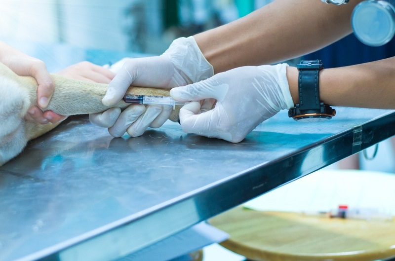 Caso medicina veterinaria